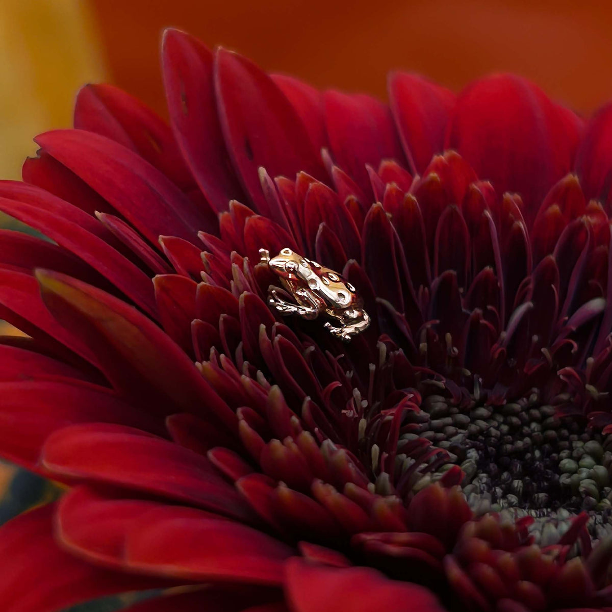 Tree Frog